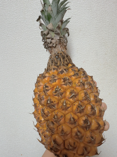 Rie