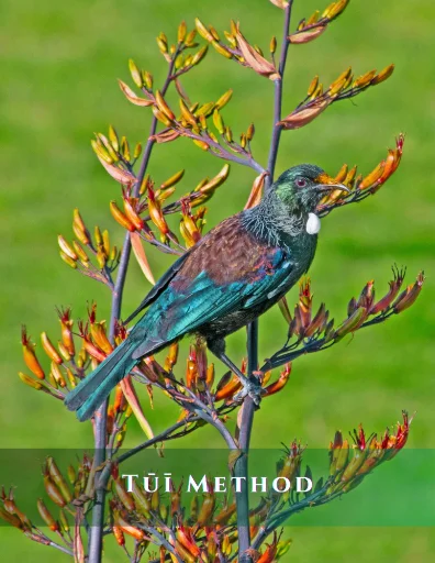 Tūī Method
